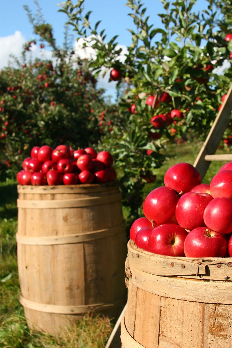 myit website design images